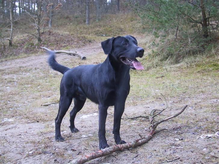 Labrador retriever Tyson billede 11