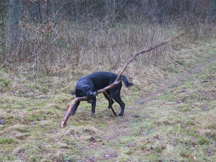Labrador retriever Tyson billede 12