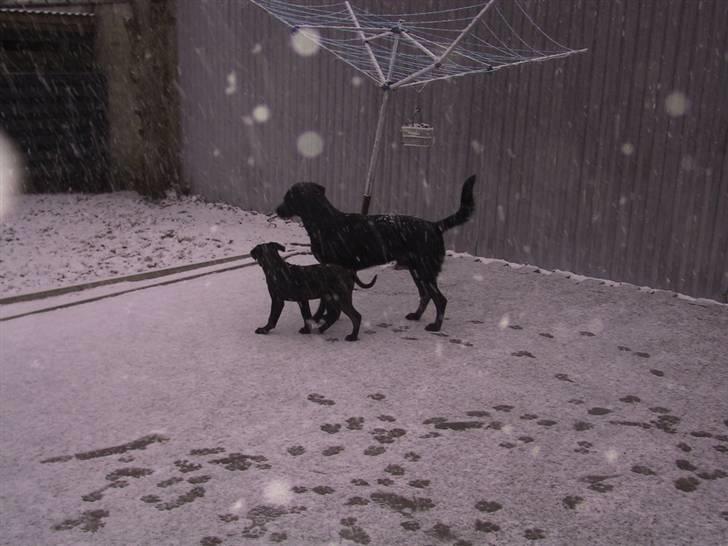 Labrador retriever Tyson billede 13