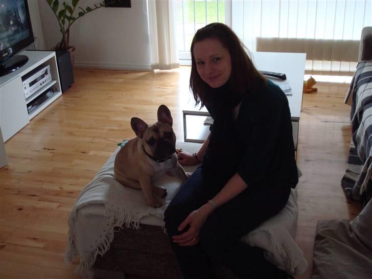 Fransk bulldog Luna - Putten og hendes mor billede 19