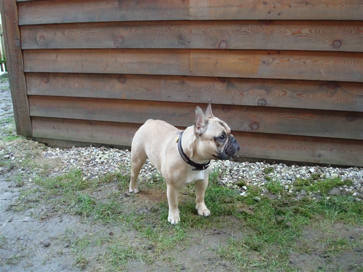 Fransk bulldog Luna - Smukke Putte.. billede 20