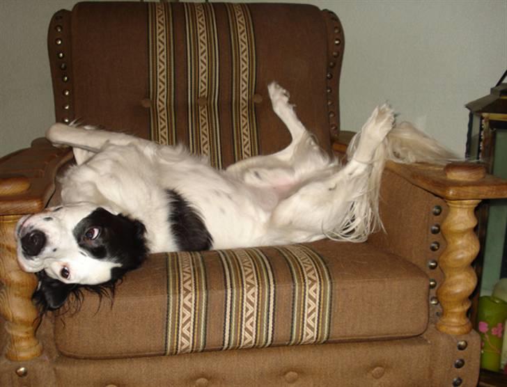 Blanding af racer Chips - Man kan umuligt ligge på andre måder. ;-) billede 10