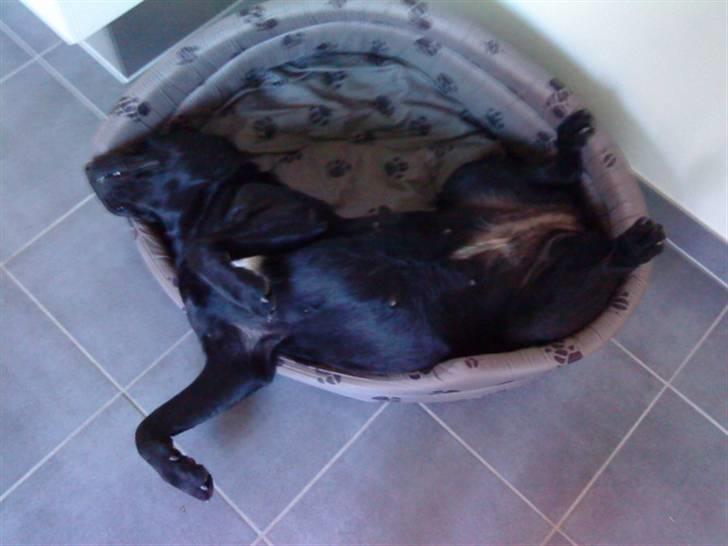 Labrador retriever mOlly  - når hun sover d:  billede 5