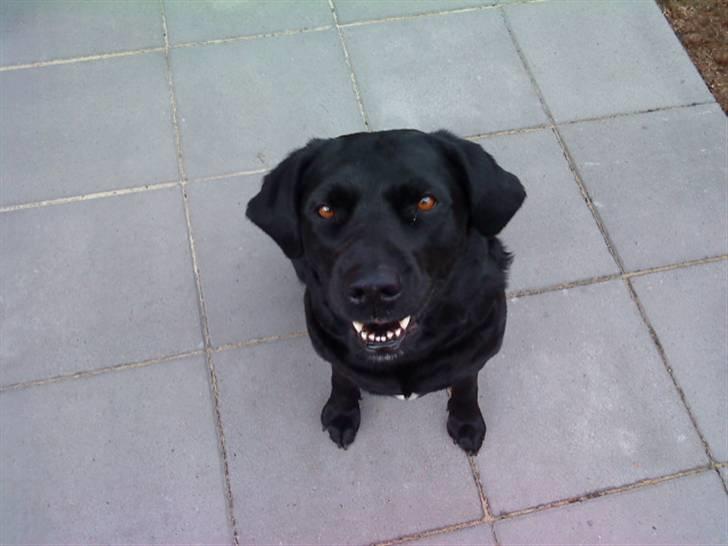 Labrador retriever mOlly  - molly d:  billede 6