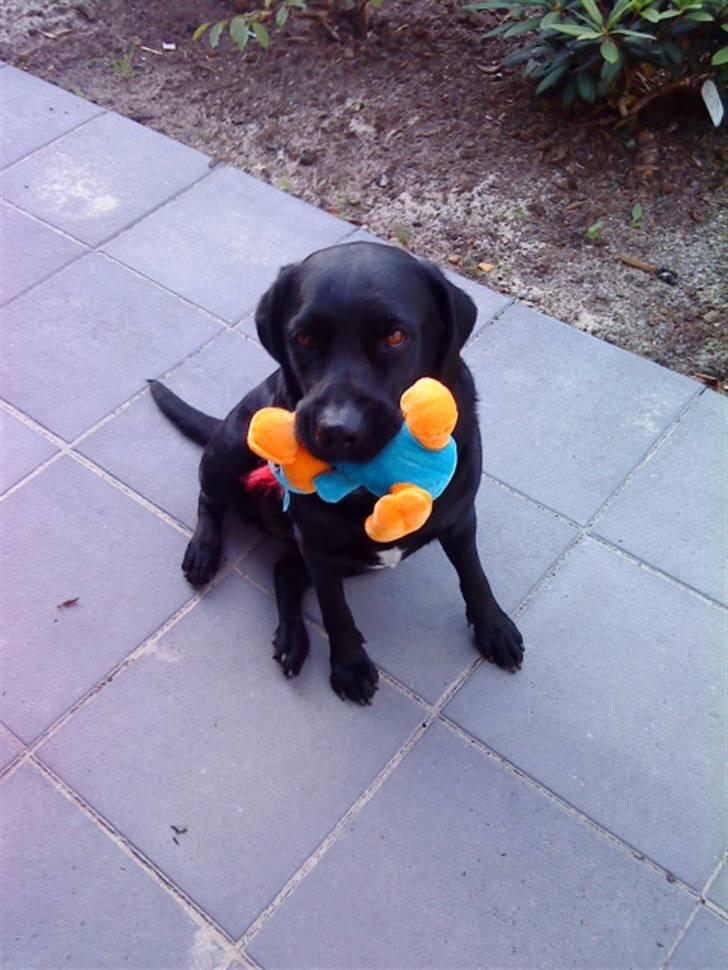 Labrador retriever mOlly  - molly og hendes bamse d:  billede 7