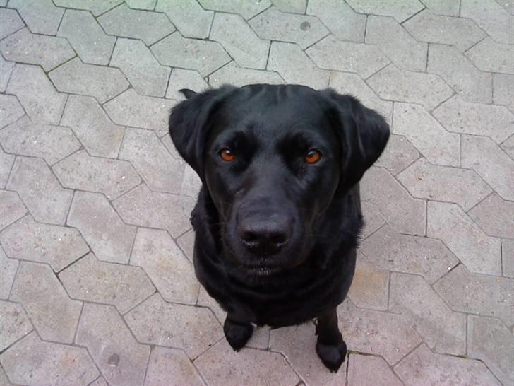 Labrador retriever mOlly  - nurh hun er verdens bedste hund :)  billede 8