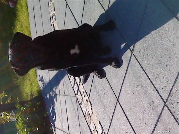 Labrador retriever mOlly  - så dejlig en hund  billede 9