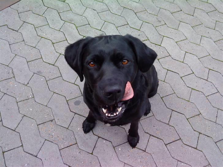 Labrador retriever mOlly  - haha d:  billede 10