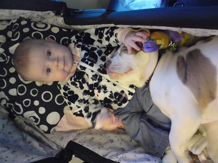 Amerikansk bulldog Judie billede 6