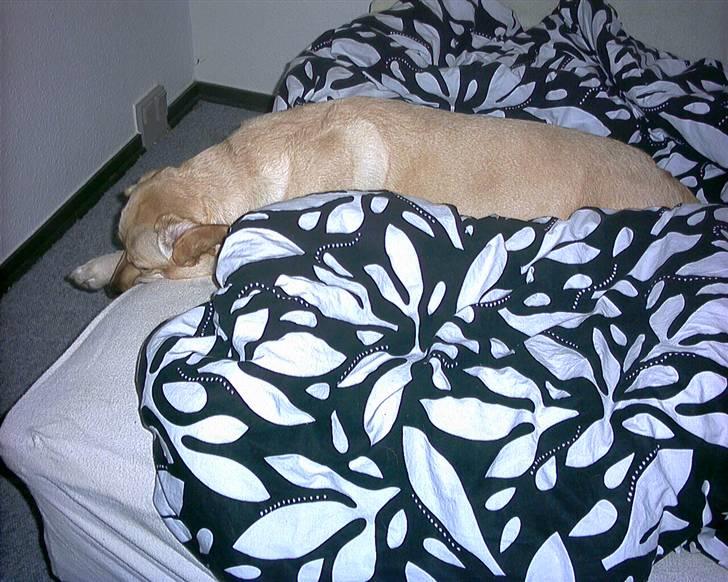 Labrador retriever trille billede 13