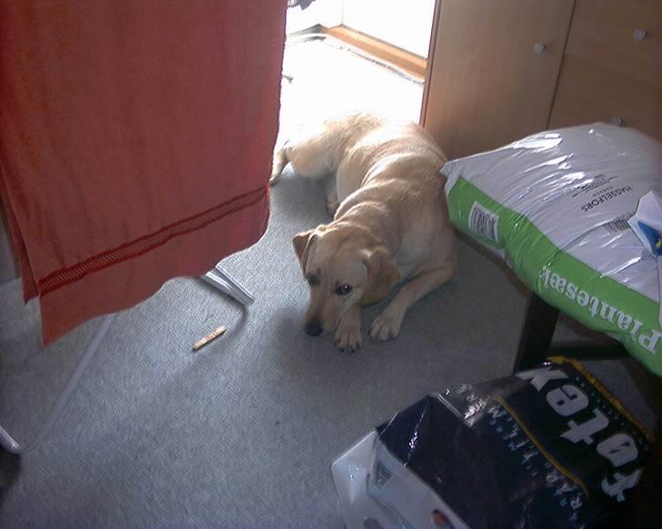 Labrador retriever trille billede 14