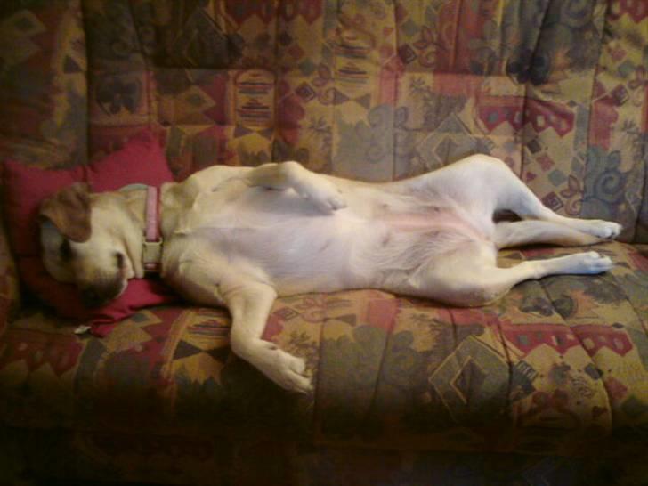 Labrador retriever trille billede 15