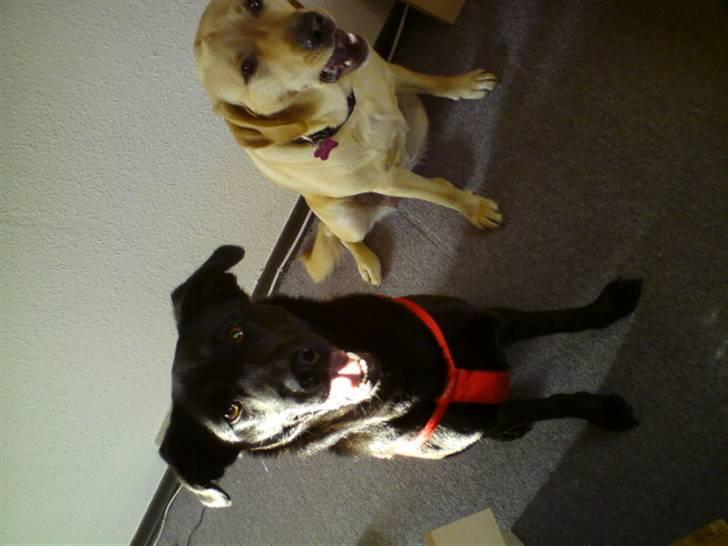 Labrador retriever trille billede 16