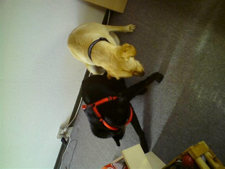 Labrador retriever trille billede 17