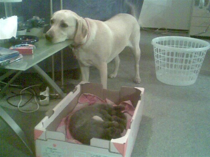 Labrador retriever trille billede 18