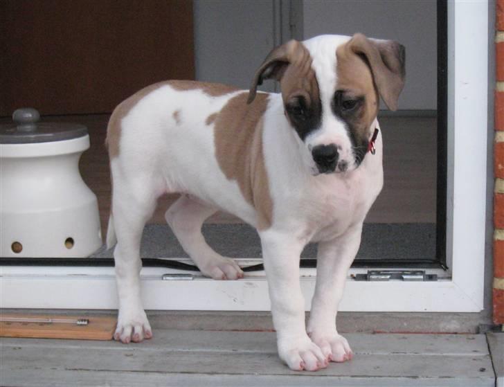 Amerikansk bulldog Sheja  - næsten 10 uger. billede 4