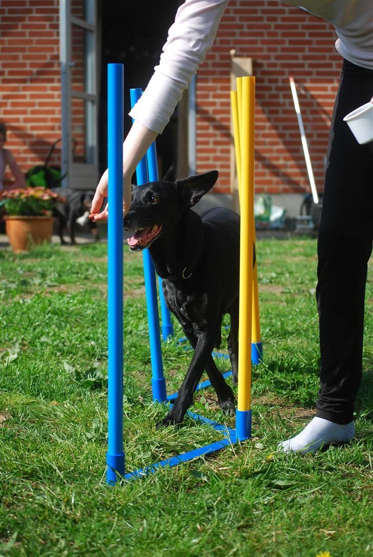 Blanding af racer Rollo - Er gerne med på slalom i haven så længe man får en godbid. billede 12
