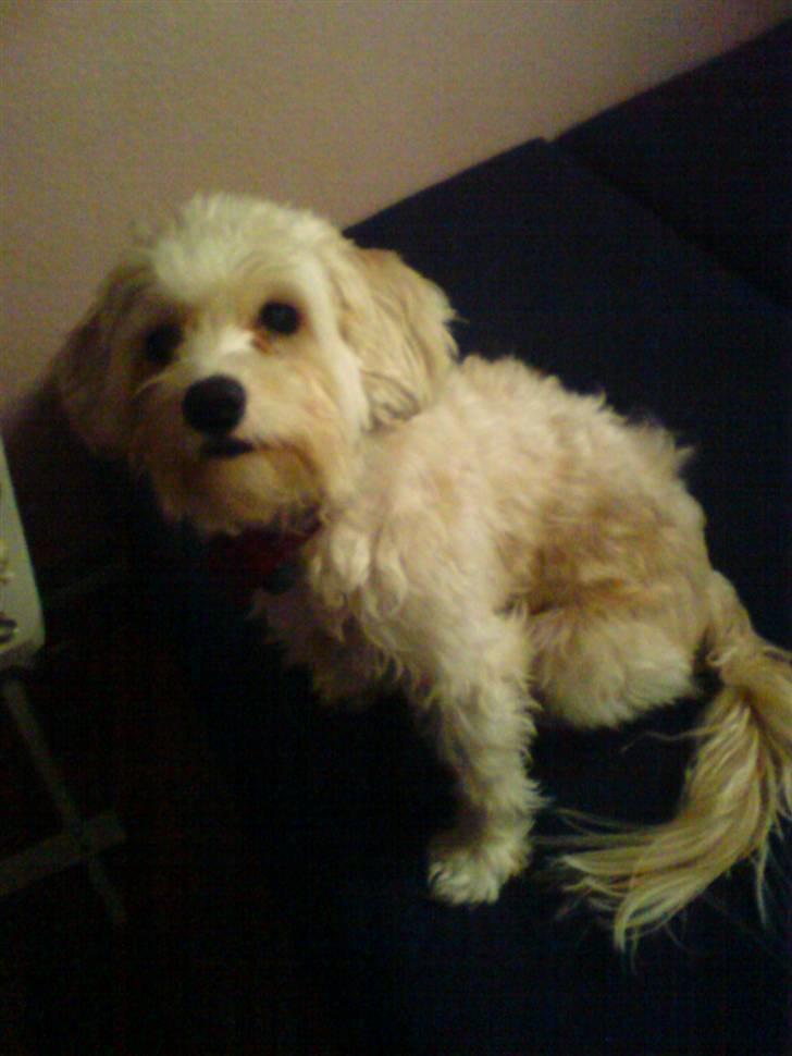 Chinese crested powder puff buster {R.I.P} - han ser på noget spændende :D billede 2