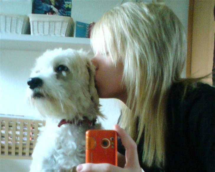 Chinese crested powder puff buster {R.I.P} - mig der kysser buster .. ilu <3 billede 3