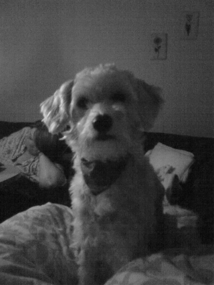 Chinese crested powder puff buster {R.I.P} - sexet :D billede 4