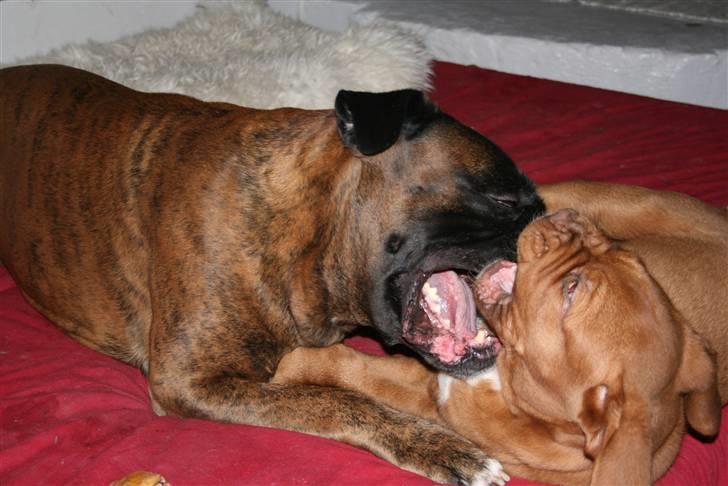 Boxer Rieckhol's Desto R.I.P.  billede 17