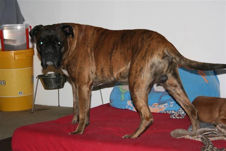 Boxer Rieckhol's Desto R.I.P.  billede 18