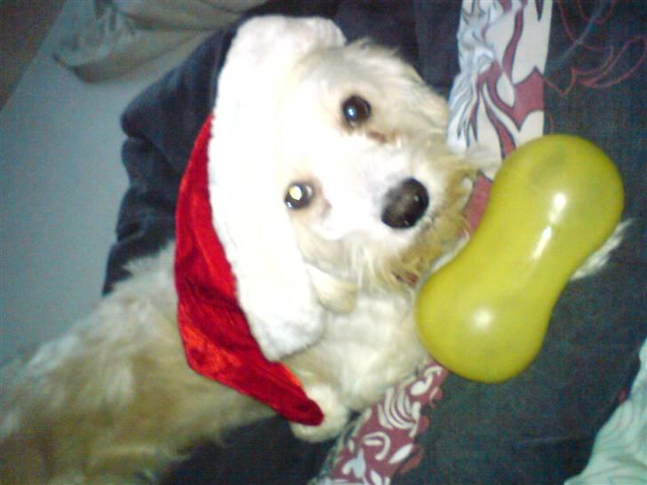 Chinese crested powder puff buster {R.I.P} - så har han lige fået en lille nissehue på :D billede 5