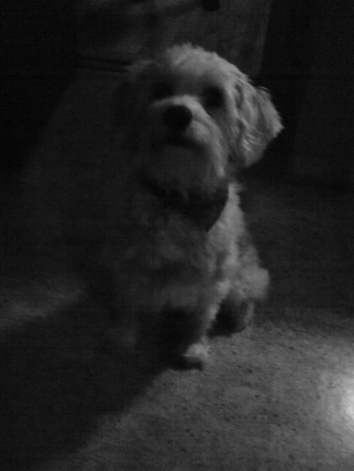 Chinese crested powder puff buster {R.I.P} - læk læk lækker .. hehe :D madglade hund :D billede 6