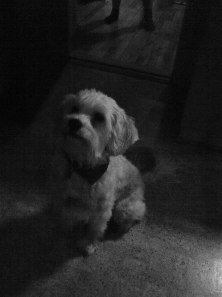 Chinese crested powder puff buster {R.I.P} - madglad :D billede 7