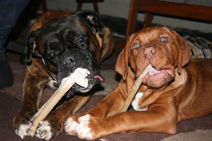 Boxer Rieckhol's Desto R.I.P.  billede 19