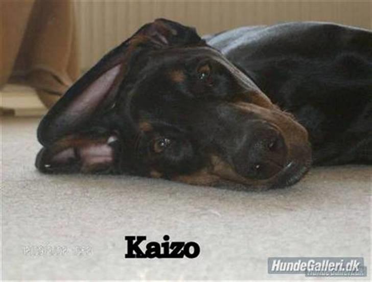 Dobermann Kaizo - Kaizo 7 mdr billede 2