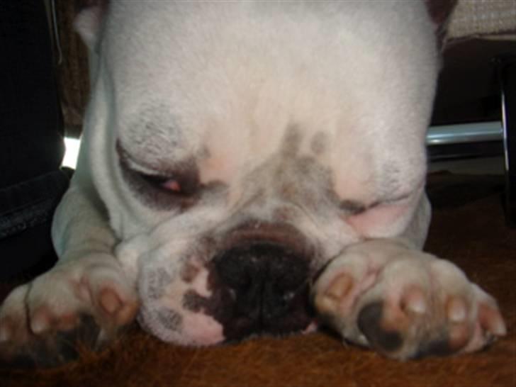 Fransk bulldog Bas Carlo **R.I.P.** billede 6