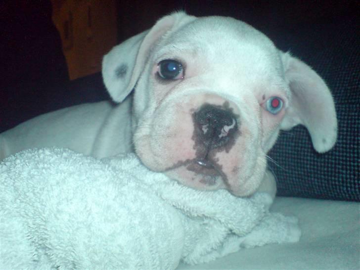 Fransk bulldog Bas Carlo **R.I.P.** billede 7