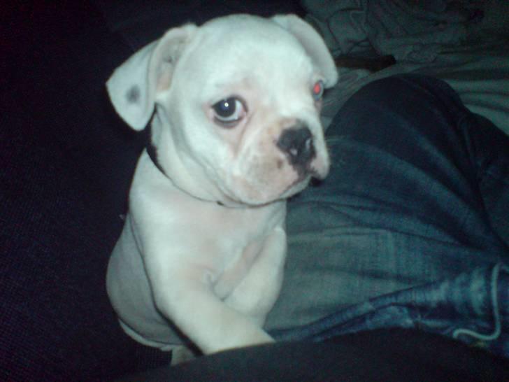 Fransk bulldog Bas Carlo **R.I.P.** billede 8