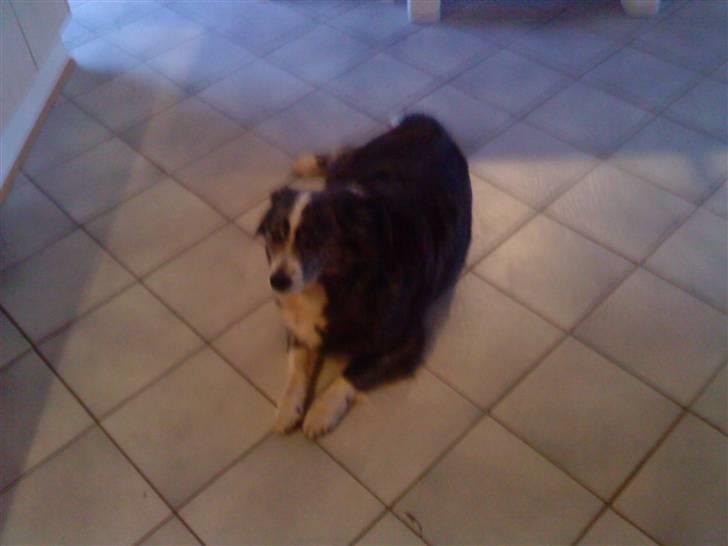 Islandsk fårehund freja aflvliget:( billede 1