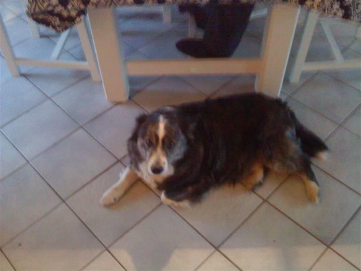 Islandsk fårehund freja aflvliget:( billede 2