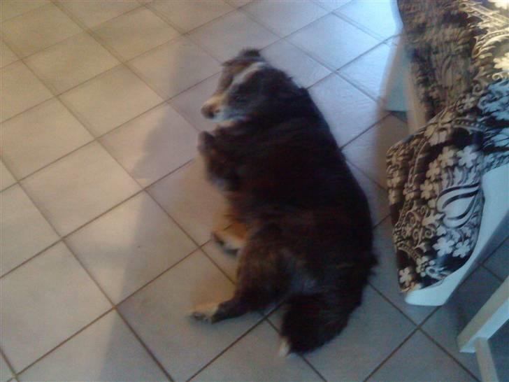 Islandsk fårehund freja aflvliget:( billede 3