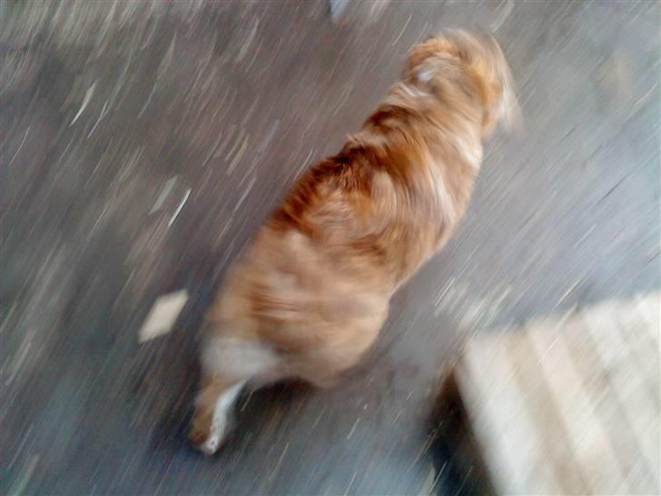 Islandsk fårehund freja aflvliget:( - vores hvalp billede 4