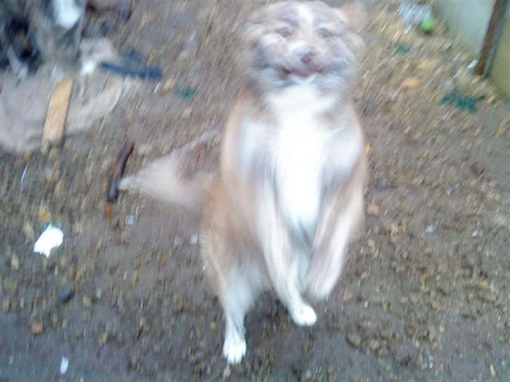 Islandsk fårehund freja aflvliget:( - vores hvalp billede 5