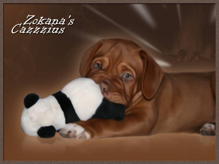 Dogue de bordeaux Zokana's Cazzzius billede 16
