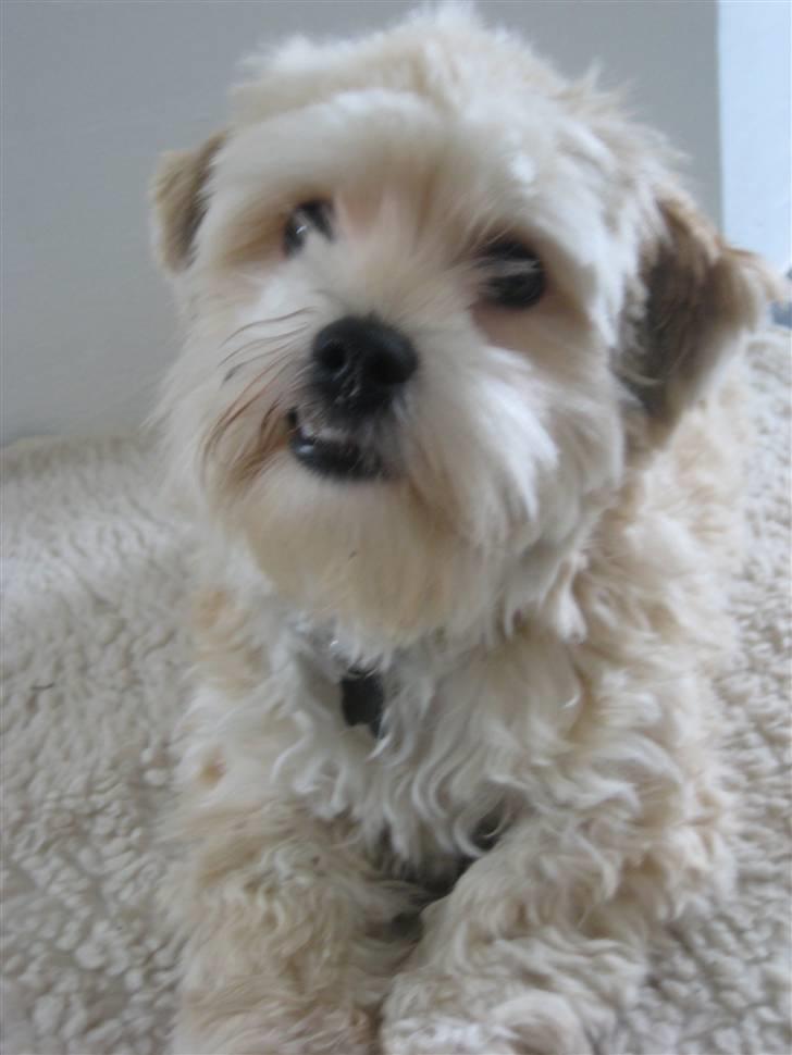 Bichon havanais Nelli billede 18