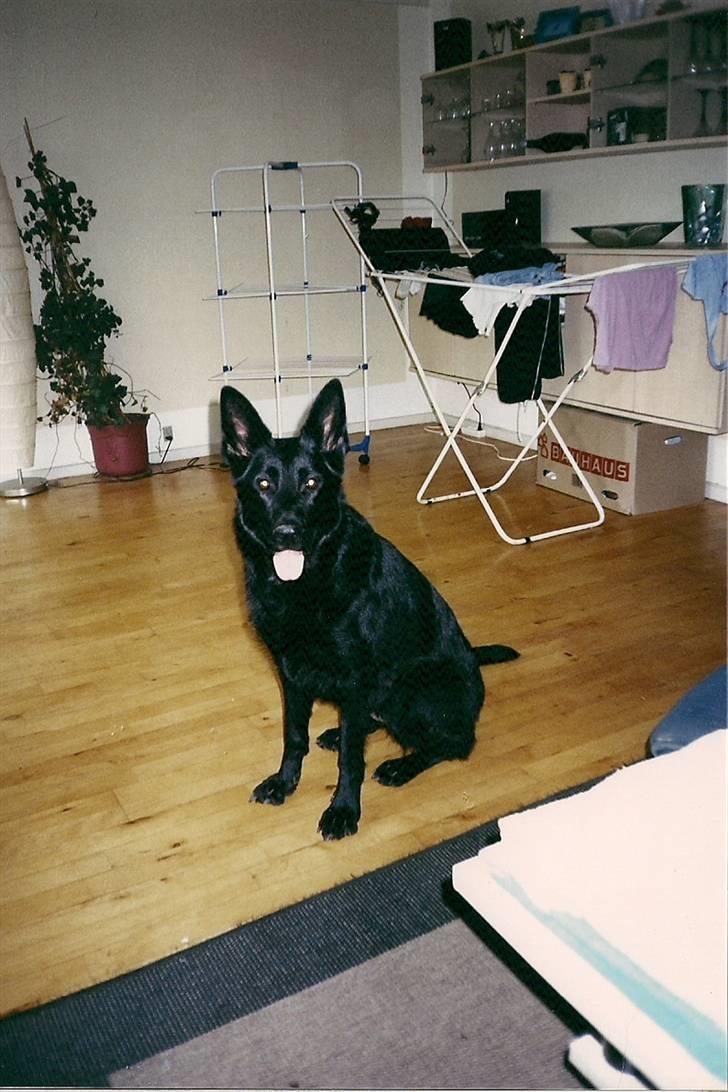 Schæferhund Codie R.I.P. billede 10