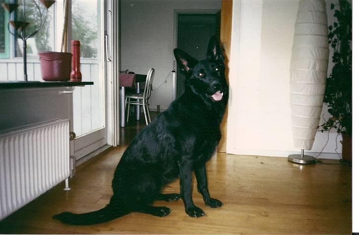 Schæferhund Codie R.I.P. billede 11