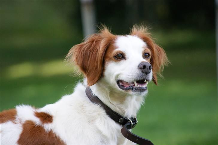 Breton Nicky billede 1