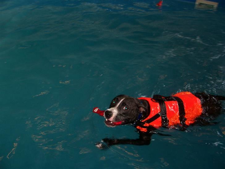 Amerikansk staffordshire terrier Camí billede 15