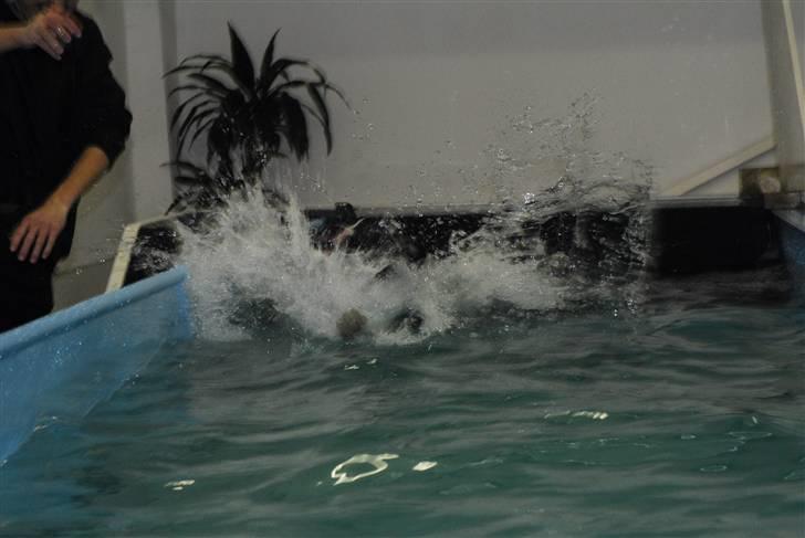 Amerikansk staffordshire terrier Camí billede 16