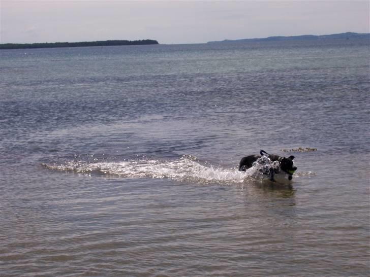 Amerikansk staffordshire terrier Camí billede 17