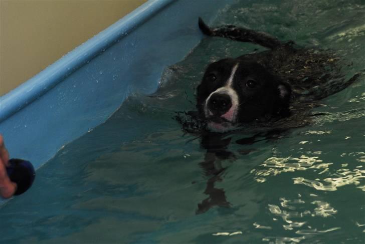 Amerikansk staffordshire terrier Camí billede 18