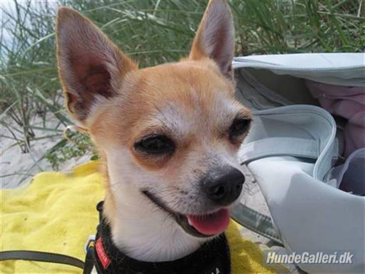 Chihuahua Marley - Malle ligger på stranden og smiler :) billede 12