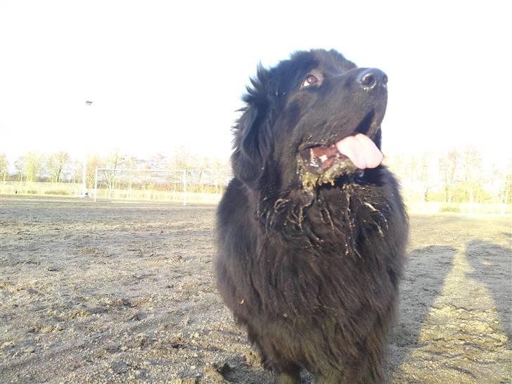 Newfoundlænder Bamse billede 18